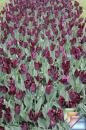 Les Tulipes * (4 Diapositives)